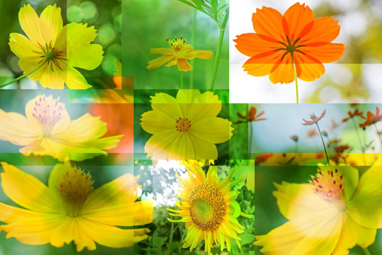 Fototapet till fondvägg "Blommigt collage"